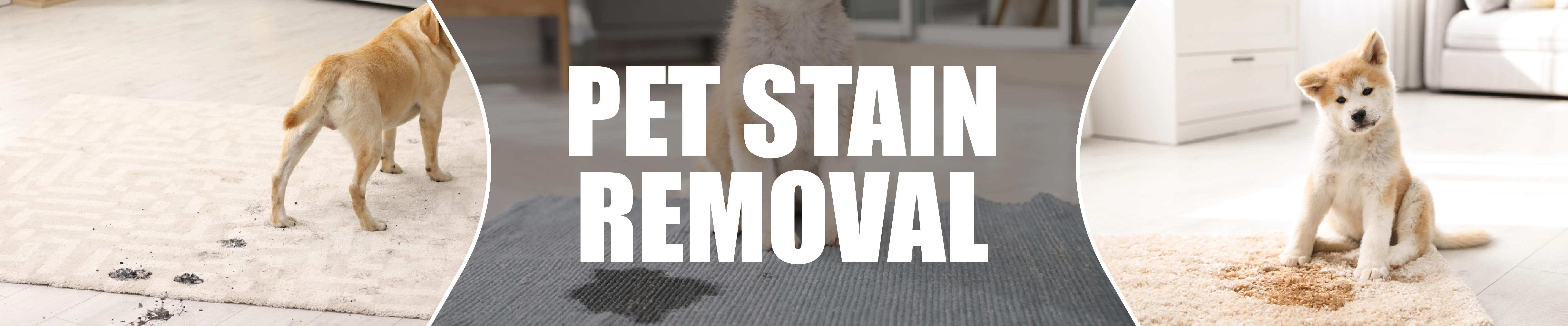 carpet cleaning in brooklyn, carpet cleaning in brooklyn, carpet cleaning brooklyn, carpet cleaners in brooklyn, carpet cleaners in brooklyn, commercial carpet cleaning, commercial carpet cleaning in brooklyn, brooklyn rug cleaners, rug cleaning services in brooklyn, same day carpet cleaning, same day rug cleaning