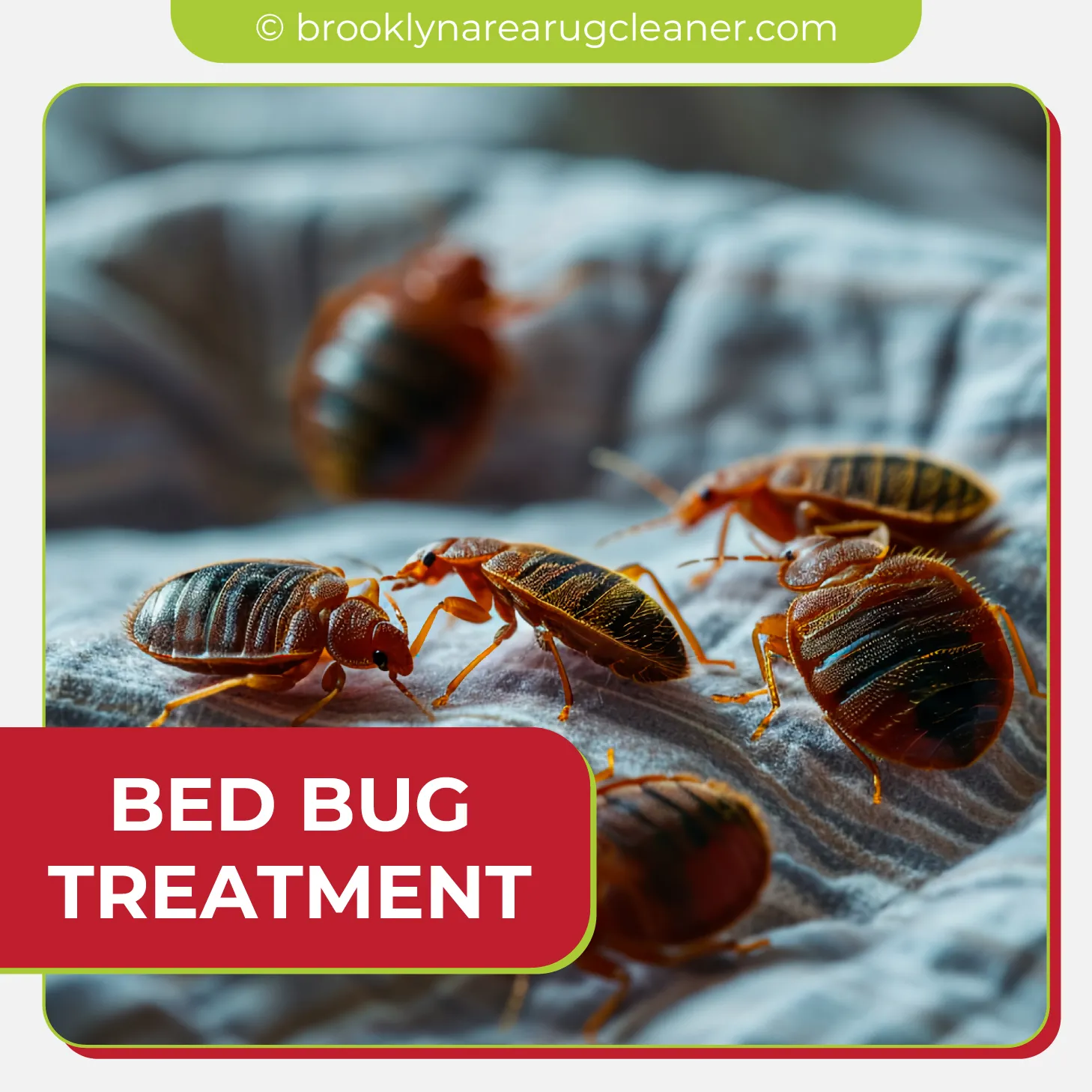 carpet cleaning in brooklyn, carpet cleaning in new york, carpet cleaning brooklyn, carpet cleaners in brooklyn, carpet cleaners in new york, commercial carpet cleaning, commercial carpet cleaning in brooklyn, brooklyn rug cleaners, rug cleaning services in brooklyn, same day carpet cleaning, same day rug cleaning